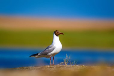 Martı. Renkli doğa arka plan. Kuş: Siyah başlı Martı Chroicocephalus ridibundus.