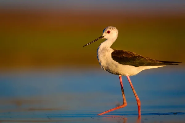 Cute water bird. Black winged Stilt. Colorful nature habitat background. Black winged Stilt Himantopus himantopus.