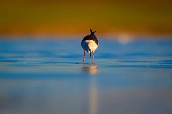 Schattig Water Vogel Zwarte Gevleugelde Stilt Kleurrijke Natuur Habitat Achtergrond — Stockfoto