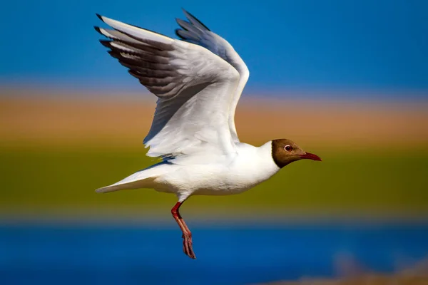 White Gulls Blue Green Nature Background Bird Mediterranean Gull Ichthyaetus — Stock Photo, Image