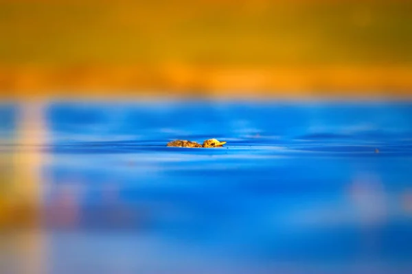 Плавающая Утка Симпатичная Маленькая Птичка Синий Жёлтый Фон — стоковое фото