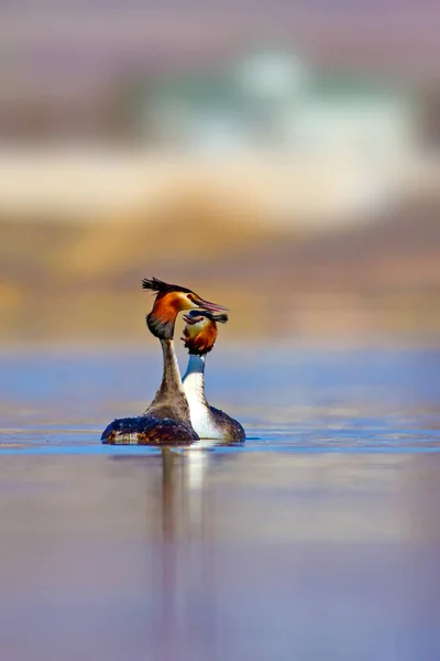 Bird family. Nature and bird. Green yellow water nature background. Bird: Great Crested Grebe. Podiceps cristatus.