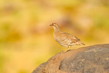 Keklik. Sarı doğa arka planı. Kuş: Bkz. Keklik. Ammoperdix griseogularis.