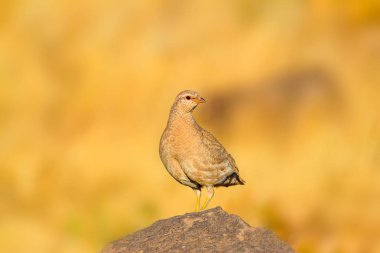 Keklik. Sarı doğa arka planı. Kuş: Bkz. Keklik. Ammoperdix griseogularis.
