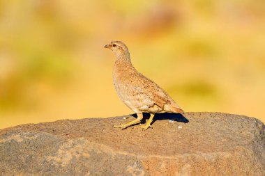 Keklik. Sarı doğa arka planı. Kuş: Bkz. Keklik. Ammoperdix griseogularis.