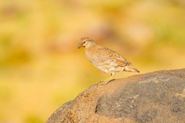 Keklik. Sarı doğa arka planı. Kuş: Bkz. Keklik. Ammoperdix griseogularis.