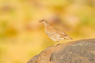 Keklik. Sarı doğa arka planı. Kuş: Bkz. Keklik. Ammoperdix griseogularis.