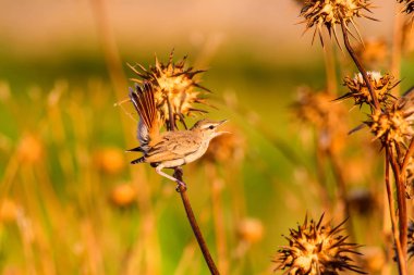 Robin'i fırçala. Kuş: Rufous kuyruklu Scrub Robin. Cercotrichas galaktot. Doğa arka planı. 