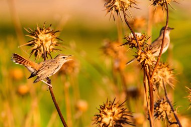 Robin'i fırçala. Kuş: Rufous kuyruklu Scrub Robin. Cercotrichas galaktot. Doğa arka planı. 