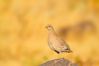 Keklik. Sarı doğa arka planı. Kuş: Bkz. Keklik. Ammoperdix griseogularis.