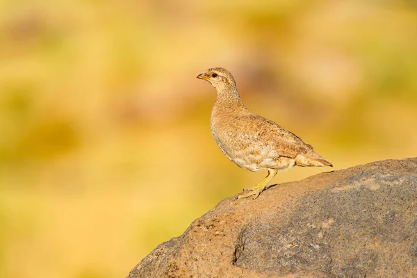 Francolin De Francolin à Bec Rouge Photographie