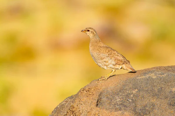 Keklik. Sarı doğa arka planı. Kuş: Bkz. Keklik. Ammoperdix griseogularis.