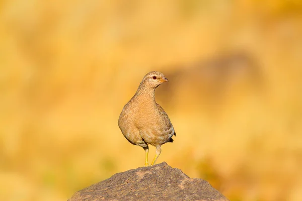 Perdrix Fond Nature Jaune Oiseau Voir Perdrix Ammoperdix Griseogularis — Photo