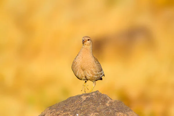 Partridge Gele Natuur Achtergrond Vogel Zie Zie Patrijs Ammoperdix Griseogularis — Stockfoto