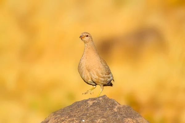 Partridge Gele Natuur Achtergrond Vogel Zie Zie Patrijs Ammoperdix Griseogularis — Stockfoto