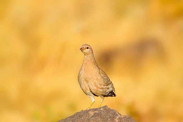 Keklik Sarı Doğa Arka Planı Kuş Bkz Keklik Ammoperdix Griseogularis — Stok fotoğraf