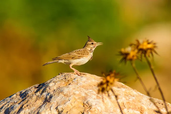 Robin'i fırçala. Kuş: Rufous kuyruklu Scrub Robin. Cercotrichas galaktot. Doğa arka planı. 