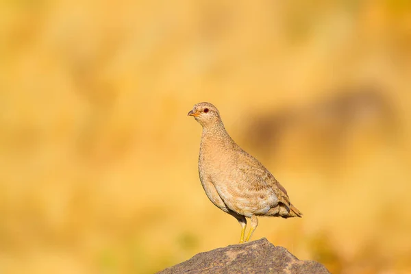 Kuropatwa Żółte Tło Przyrodnicze Ptak Zobacz Partridge Ammoperdix Griseogularis — Zdjęcie stockowe