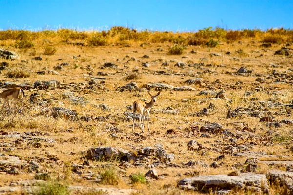 Gazelle Nature Habitat Background — Stock Photo, Image