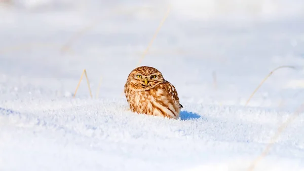 可爱的小猫头鹰冬季自然栖息地背景 — 图库照片