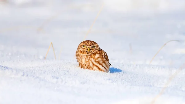 Cute Little Owl Winter Nature Habitat Background — Stock Photo, Image