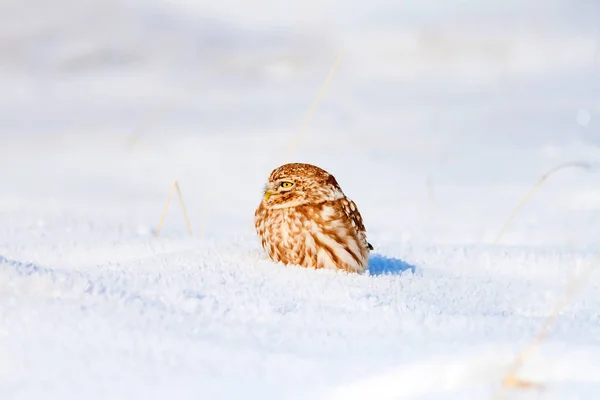 Cute little owl. Winter nature habitat background.