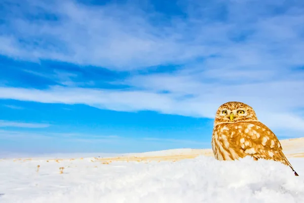 Niedliche Kleine Eule Winter Natur Lebensraum Hintergrund — Stockfoto