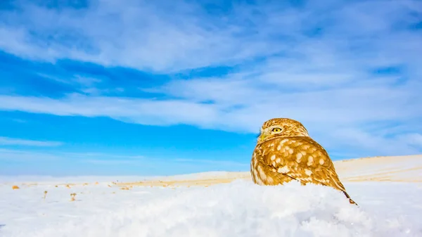 Niedliche Kleine Eule Winter Natur Lebensraum Hintergrund — Stockfoto