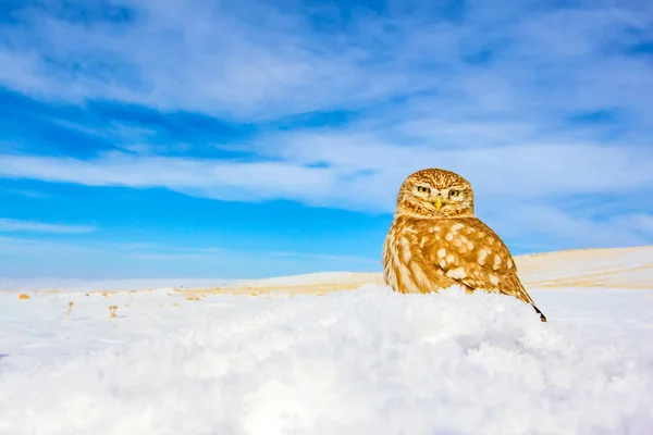 Cute Little Owl Winter Nature Habitat Background — Stock Photo, Image