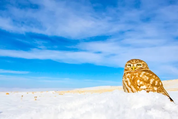 Niedliche Kleine Eule Winter Natur Lebensraum Hintergrund — Stockfoto