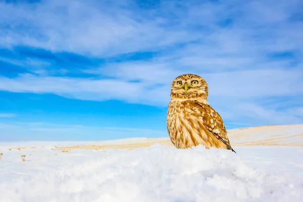 Cute Little Owl Winter Nature Habitat Background — Stock Photo, Image