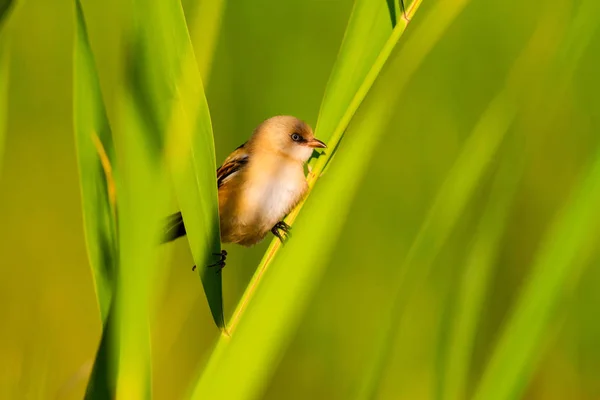 Lindo Pajarito Barbudo Reedling Fondo Colorido Del Hábitat Natural — Foto de Stock