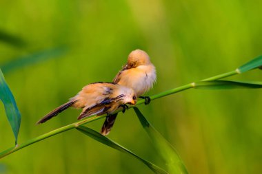 Sevimli küçük kuş. Sakallı Sazlık. Renkli doğa habitat arka plan.