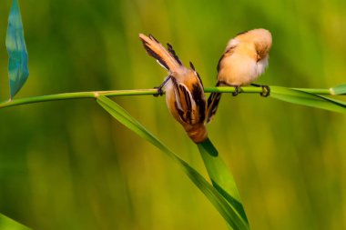 Sevimli küçük kuş. Sakallı Sazlık. Renkli doğa habitat arka plan.
