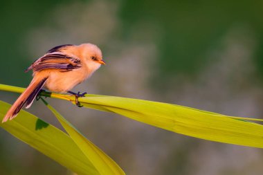 Sevimli küçük kuş. Sakallı Sazlık. Renkli doğa habitat arka plan.