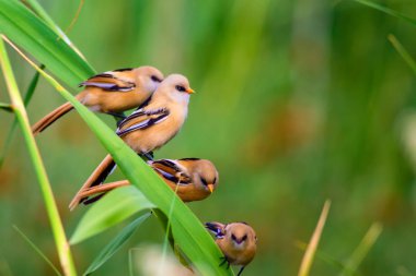 Sevimli küçük kuş. Sakallı Sazlık. Renkli doğa habitat arka plan.