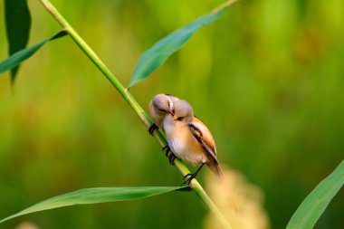 Sevimli küçük kuş. Sakallı Sazlık. Renkli doğa habitat arka plan.