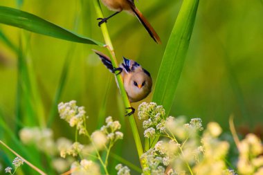 Sevimli küçük kuş. Sakallı Sazlık. Renkli doğa habitat arka plan.
