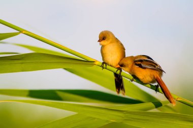 Sevimli küçük kuş. Sakallı Sazlık. Renkli doğa habitat arka plan.