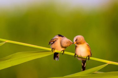 Sevimli küçük kuş. Sakallı Sazlık. Renkli doğa habitat arka plan.