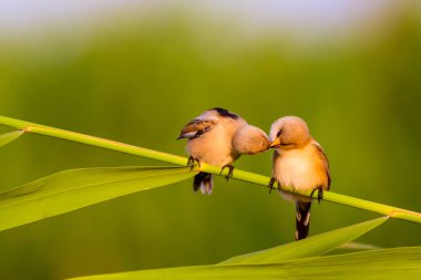 Sevimli küçük kuş. Sakallı Sazlık. Renkli doğa habitat arka plan.