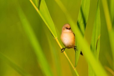 Sevimli küçük kuş. Sakallı Sazlık. Renkli doğa habitat arka plan.