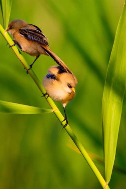 Sevimli küçük kuş. Sakallı Sazlık. Renkli doğa habitat arka plan.