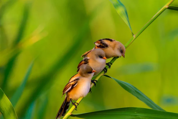 Söt Liten Fågel Skäggiga Reedling Färgglada Natur Habitat Bakgrund — Stockfoto