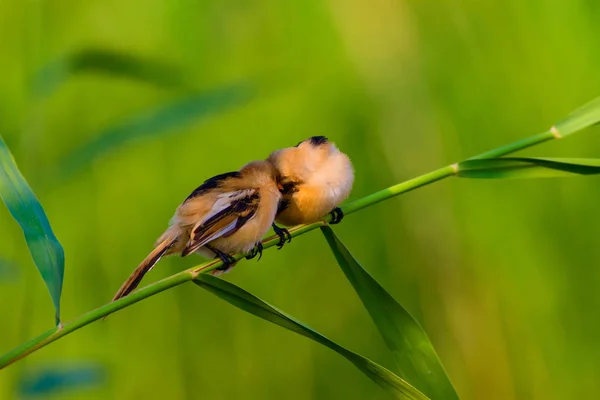 Que Passarinho Giro Barbudo Reedling Natureza Colorida Habitat Fundo — Fotografia de Stock