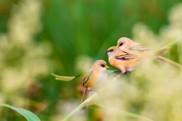 Uccellino Carino Barbuto Reedling Natura Variopinta Habitat Sfondo — Foto Stock