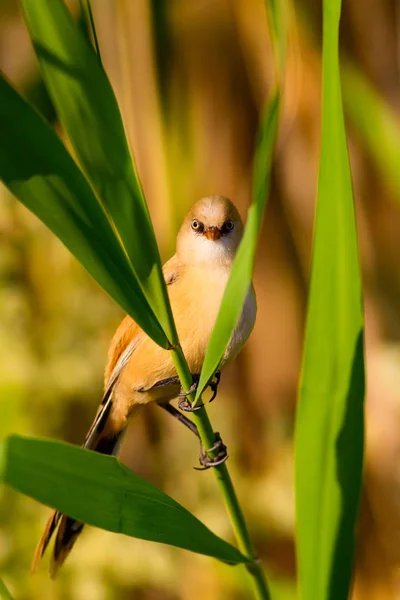 Симпатичная Птичка Бородатый Ридлинг Красочные Природные Среды Обитания — стоковое фото