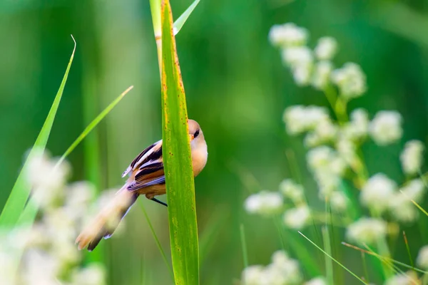 Que Passarinho Giro Barbudo Reedling Natureza Colorida Habitat Fundo — Fotografia de Stock