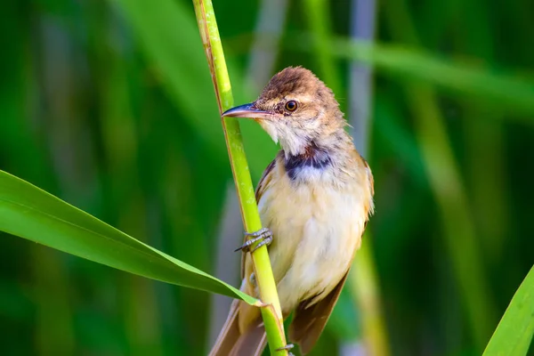 Cute bird on tree. Natural background.