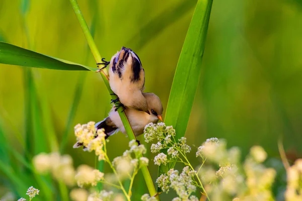 Joli Petit Oiseau Barbu Reedling Nature Colorée Fond Habitat — Photo